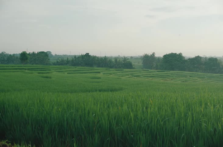 Greenish and agricultural rice plantation field