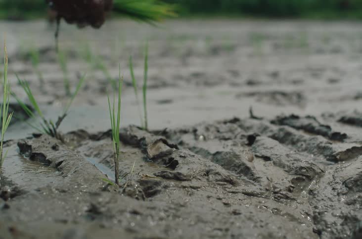 A closeup shot of hands meticulously planting young rice shoots into a muddy rice paddy field the lush green of existing rice plants is visible in the foreground indicating agricultural activity