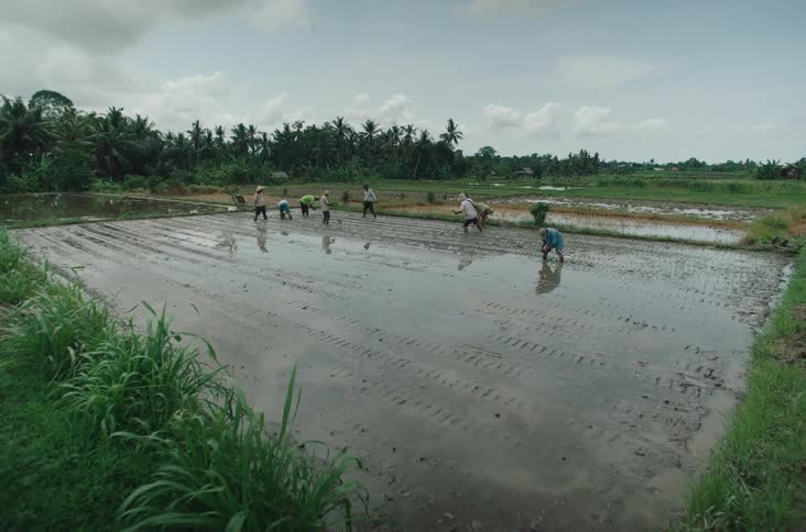 Farmers work in a wet rice paddy field surrounded by lush greenery and palm trees