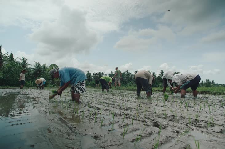 Several people work in a muddy rice field planting seedlings by hand under an overcast sky