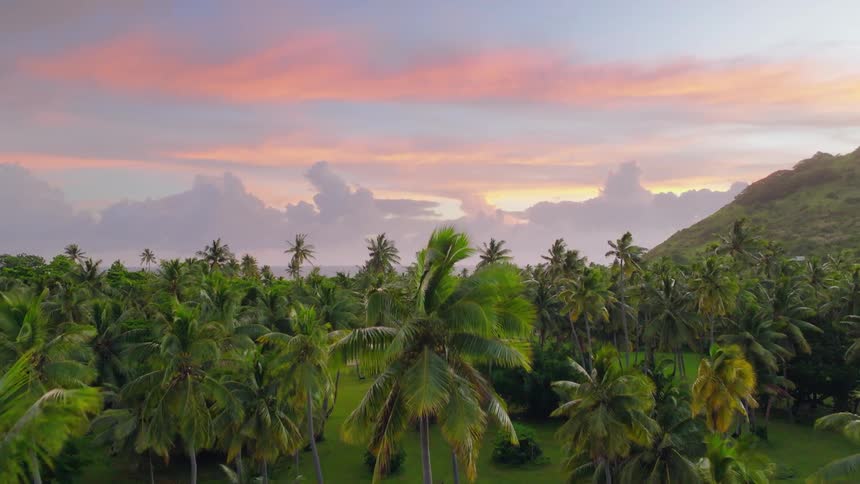 Aerial of a tropical landscape with palm trees during daytime