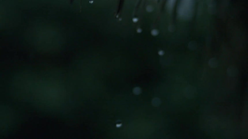 Water droplets dripping in slow motion off plant leaves at night