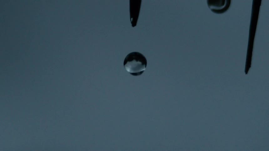 Close up of water droplets falling from slender plant leaves outdoors