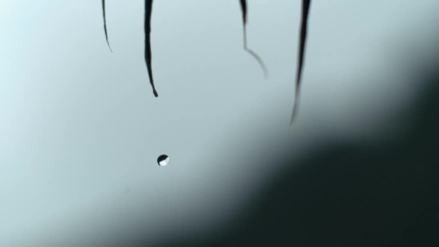 Water droplets falling in slow motion off long narrow pointy leaves