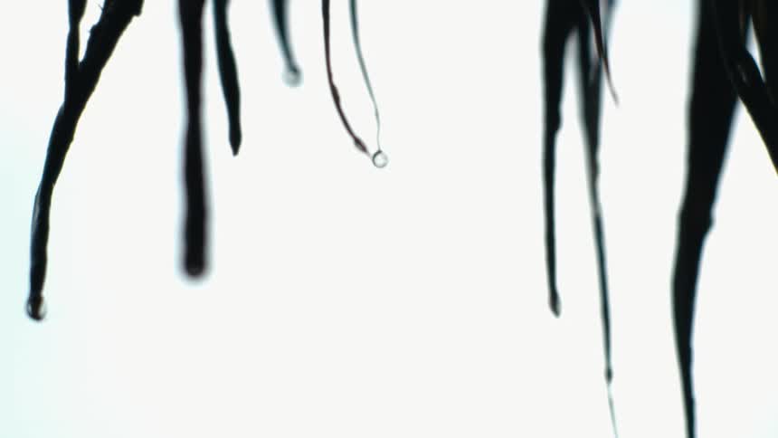 Water droplets falling from the thin silhouette of leaves