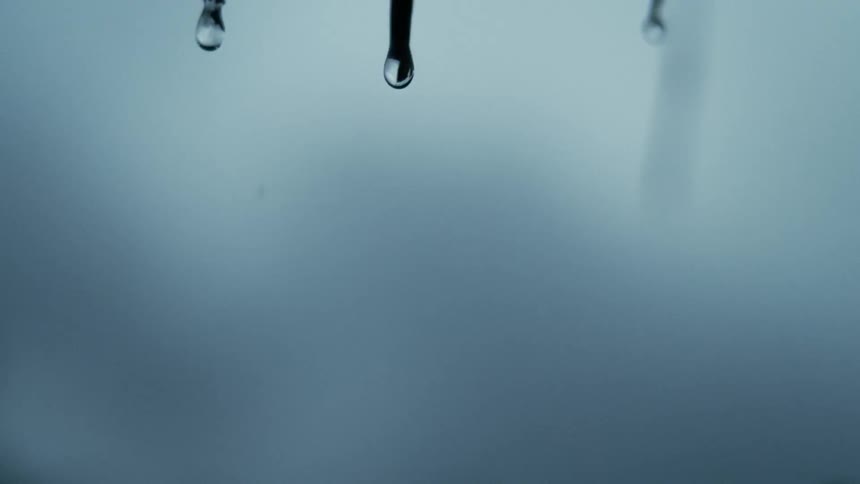 Close up of rain droplets falling off slender plant leaves outdoors