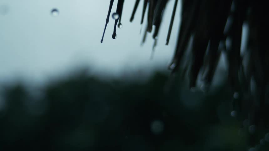 Close up of leaves with rain water droplets falling off them outdoors during daytime