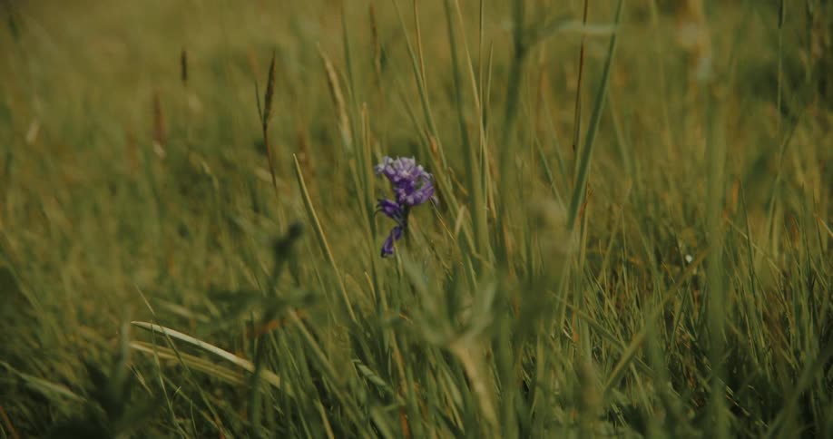 A purple flowering plant is growing in the midst of grasses on a field at midday