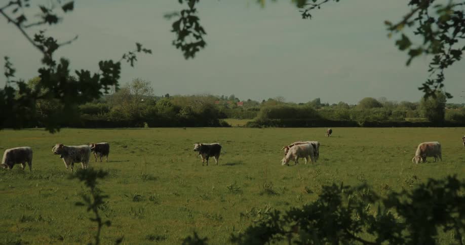 The field is full of cows grazing on grass