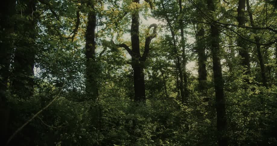 Landscape of a dense greenish forest