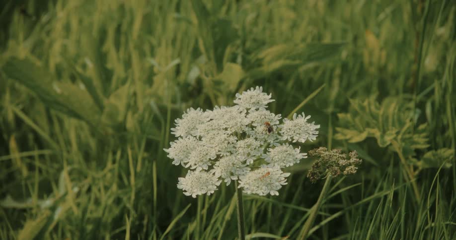 A person is pointing to a flowering plant among the grasses at midday