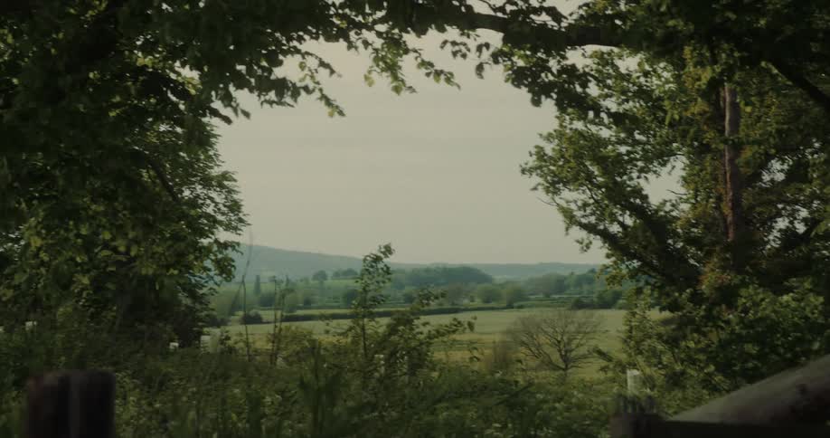 A grassland surrounded by trees midday