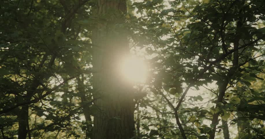 Reflection of the sun between trees in a forest