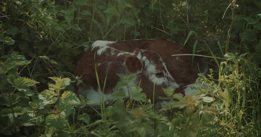 Cow lying down amidst green vegetation