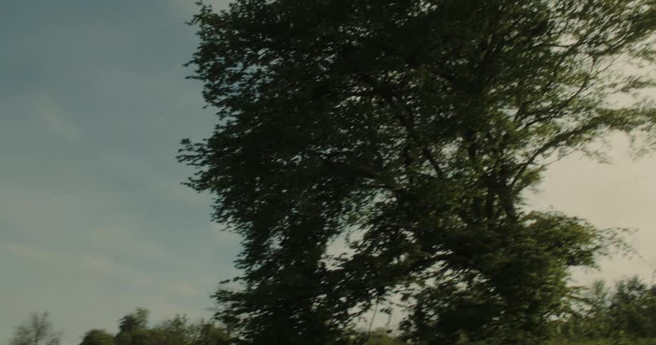 Person in a white tshirt walking in a field with trees