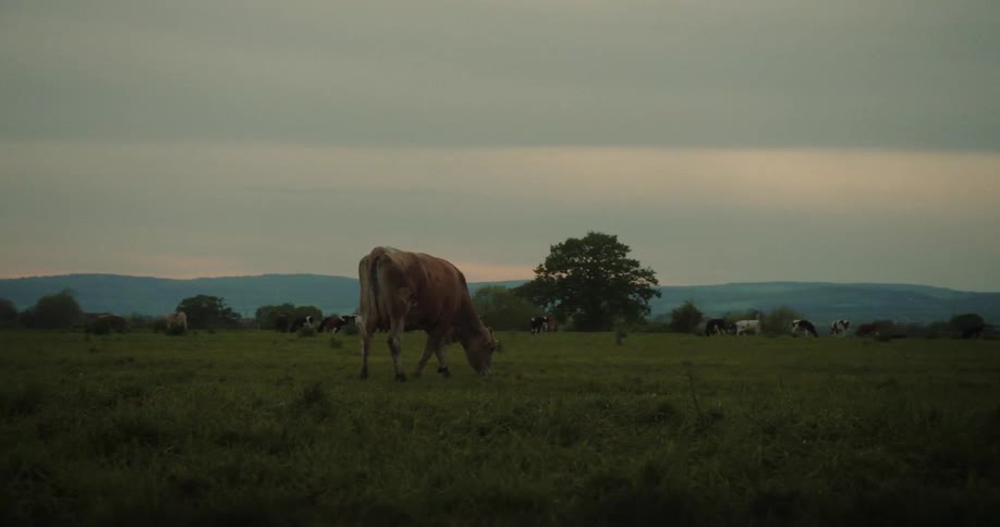 Isolated cow eating grass in a field
