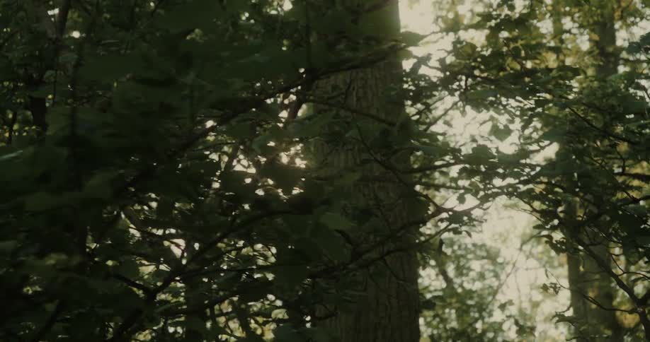 Sunlight filtering through the dense canopy of a forest creating bright flares and dappled light effects