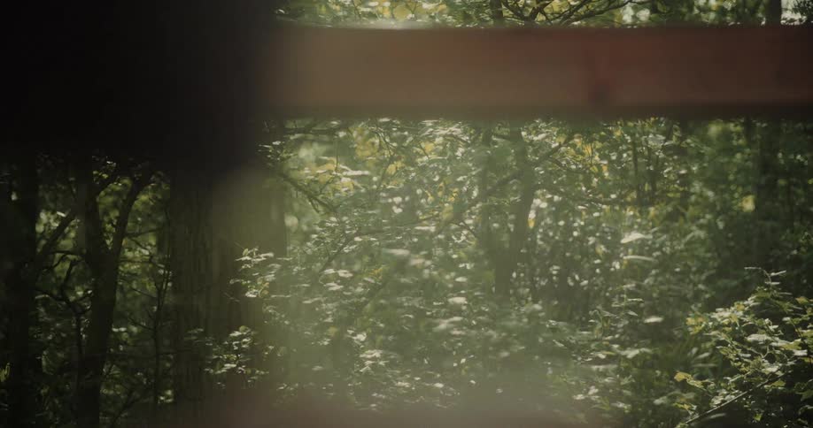 A forest covered in trees with green leaves is shown through a window