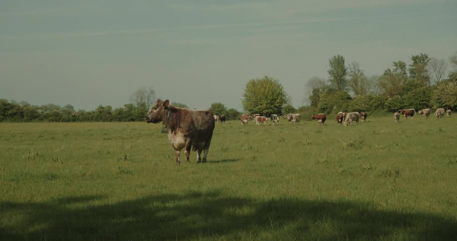 A cow stands in a field looking around with a herd of cattle in the distance on the grassland at midday