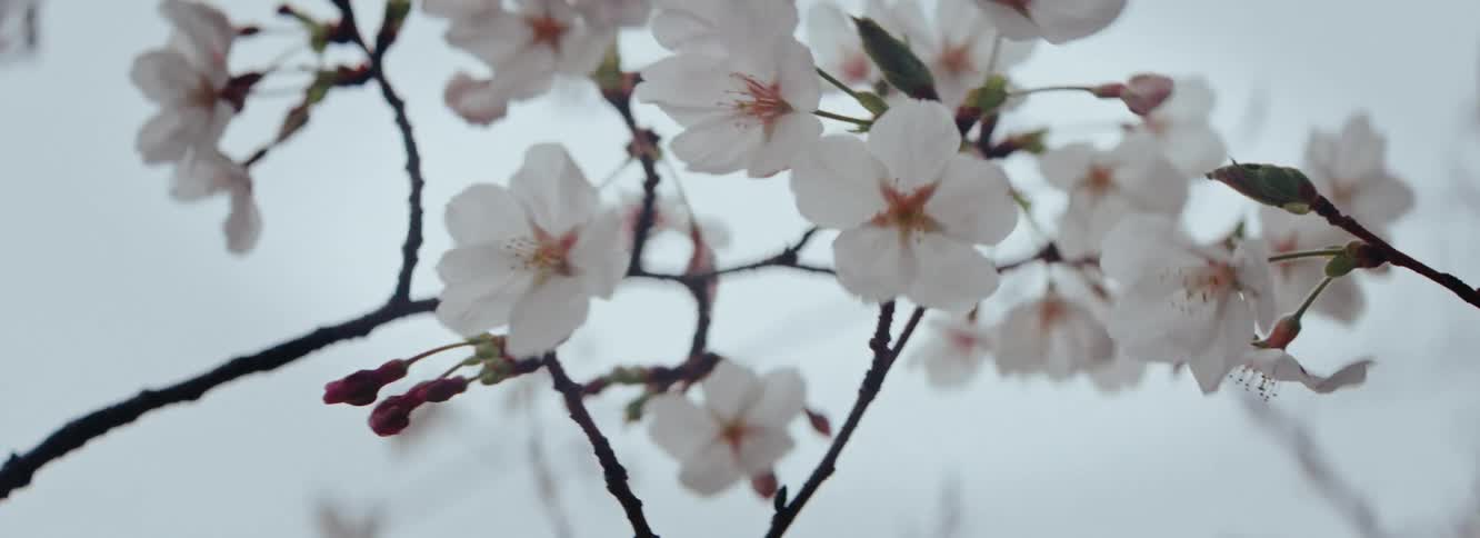 Japanese cherry blossom blows in the wind in Osaka, Japan