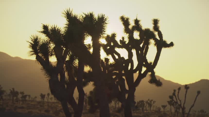Sun shining from a red sky casts a large joshua tree into a silhouette