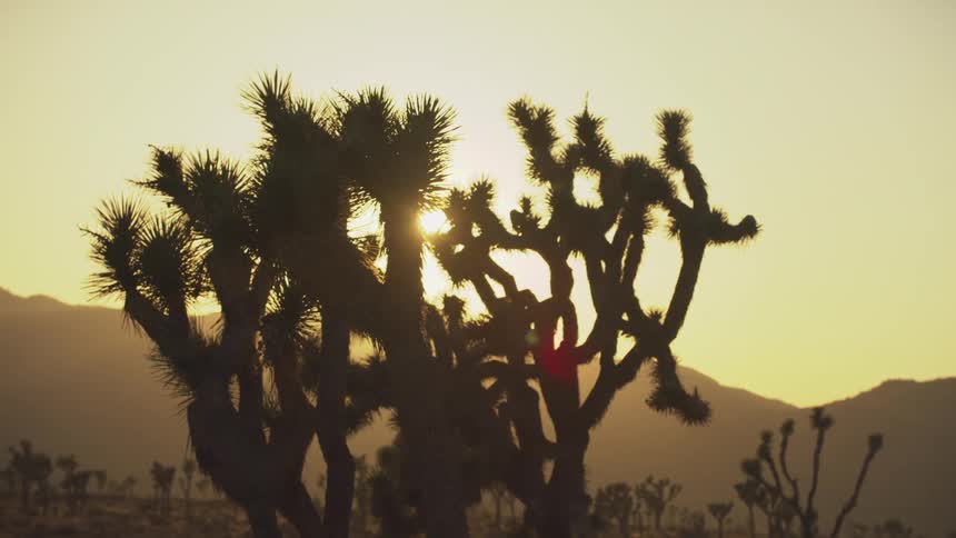 The sun is setting over the desert with a tall cactus plant in the scene