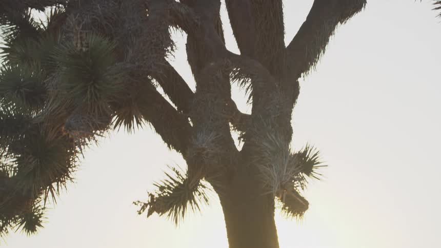 Tree in a dried environment with silhouettes of mountains in the background