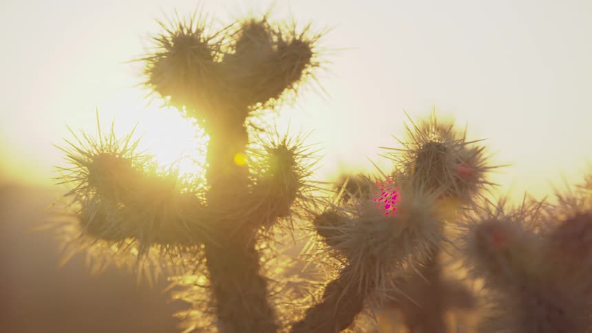 Closeup of desert cacti outdoors with sun reflection