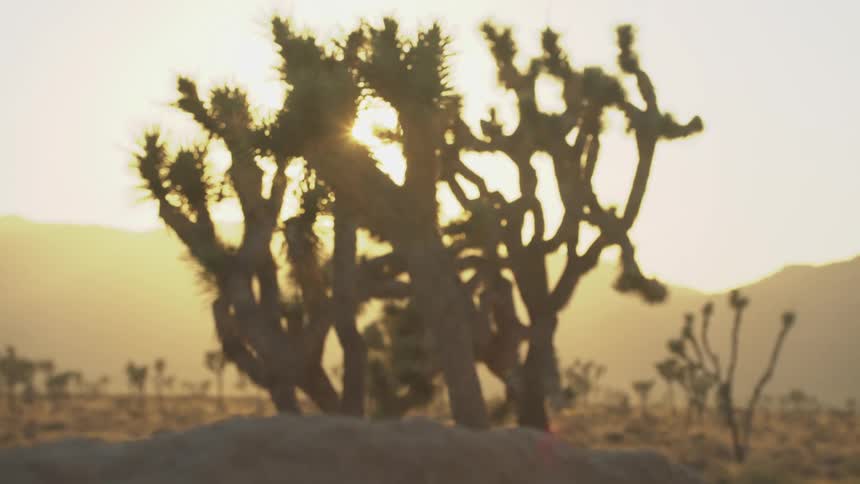 Desert landscape with typical trees and the reflection of the sun