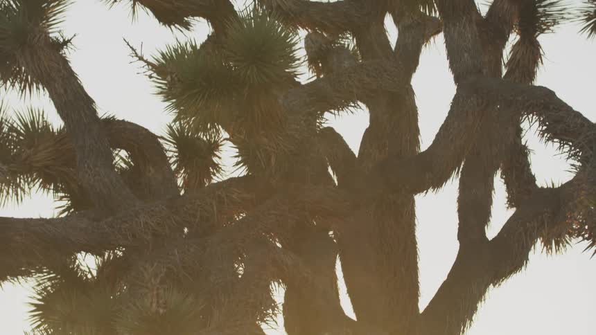 Desert tree in an area with sparse vegetation and late afternoon sun