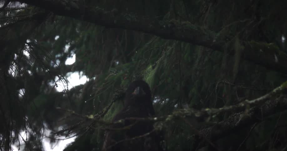 Eagle on the trunk of a tree with moss