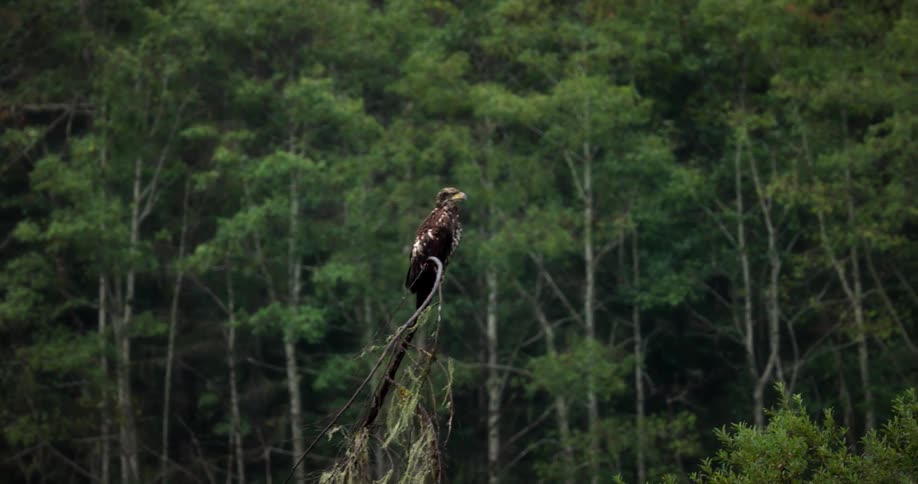 A brown bird sits on a tree branch in a forest during daytime