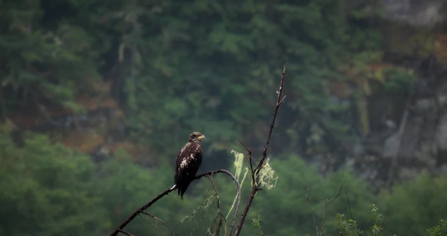 Eagle in a tree in a mountainous environment