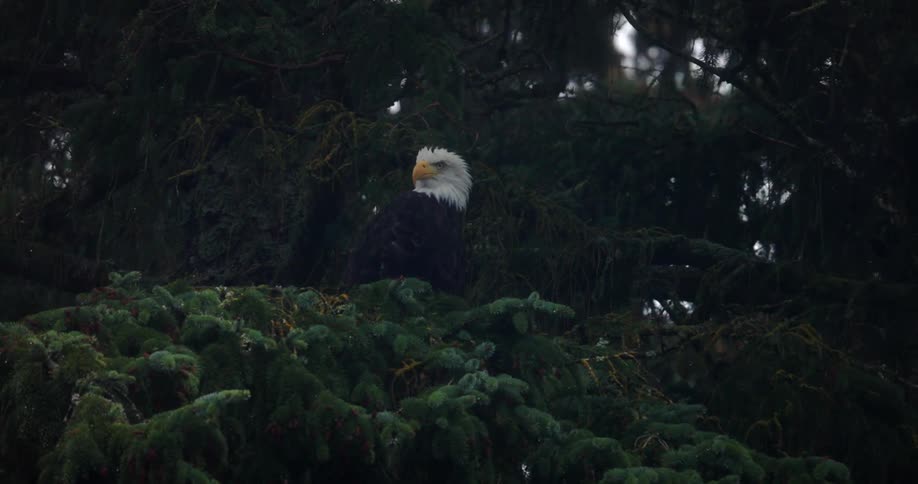The eagle is perched on the branch
