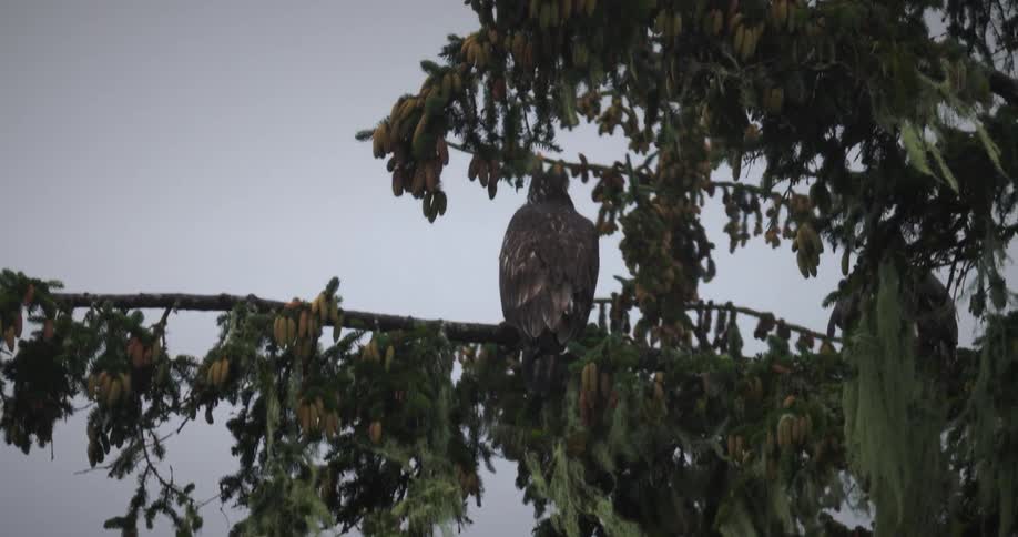 Two birds are perched on the same branch