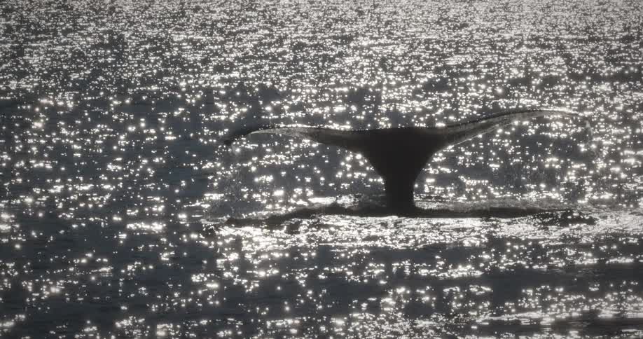 Whale diving in the ocean as its tail raises above the surface