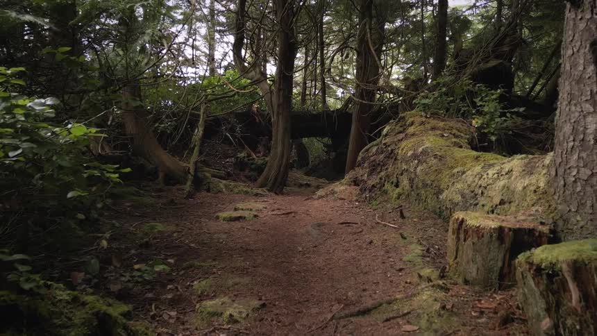 A path in the woods at midday surrounded by tall trees