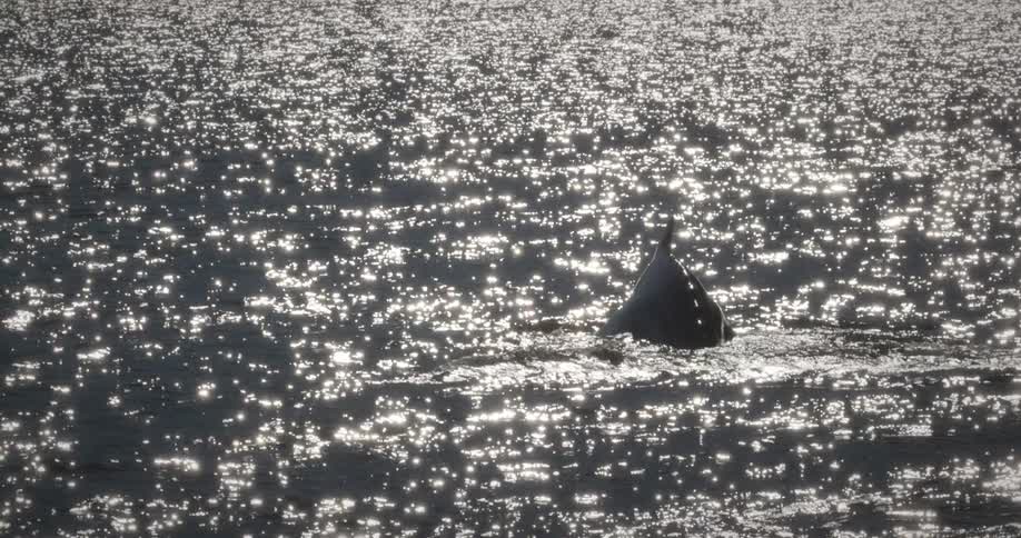 Whale on the surface of the ocean with the suns reflection
