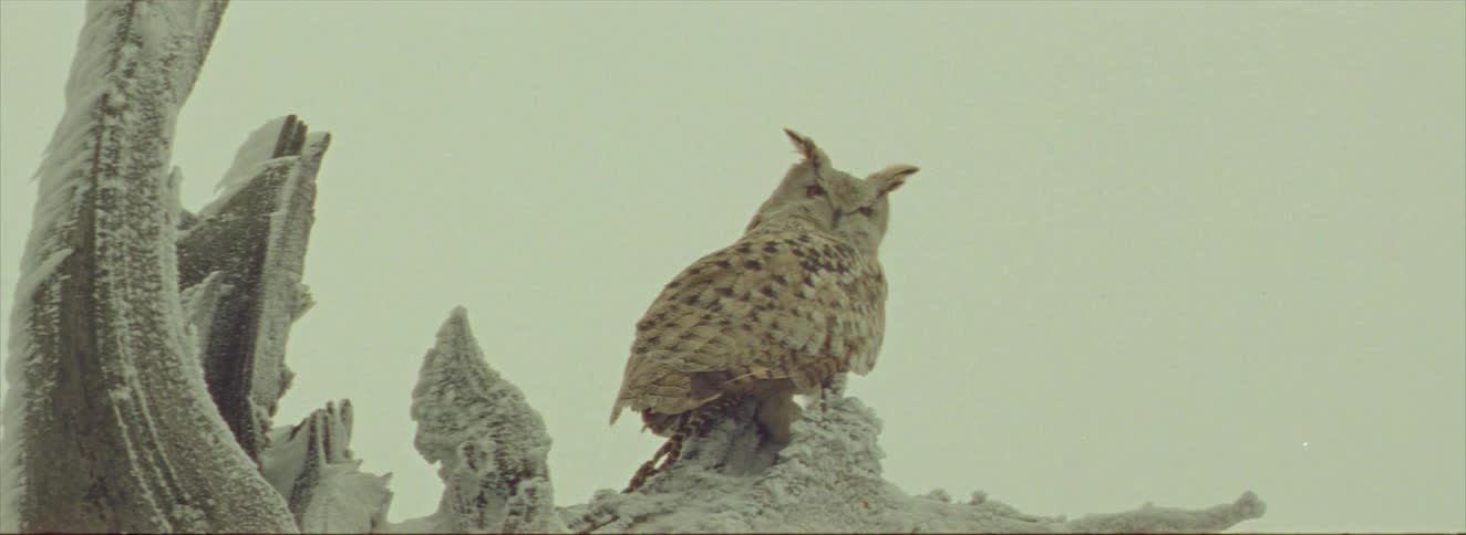 An owl is on the branch while it snows