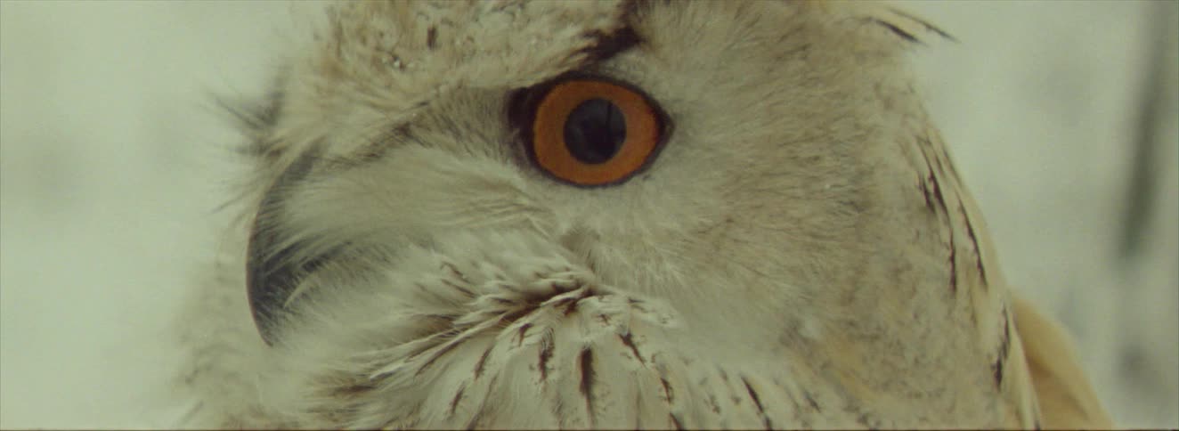 The white owl lifts its head