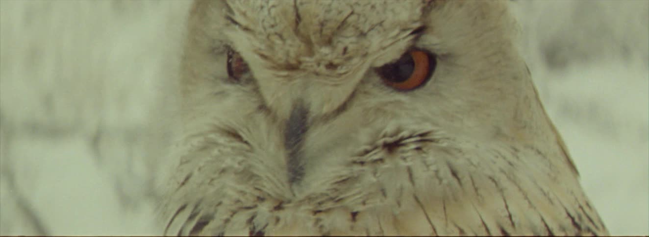 White owl with brown and black eyes
