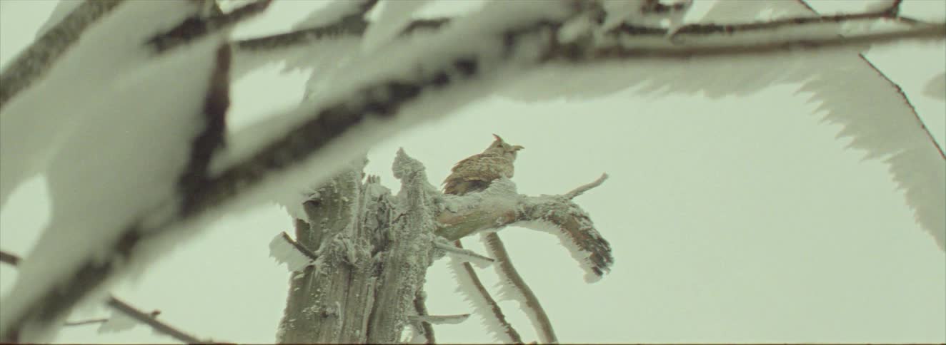 The owl is on top of the snow covered tree