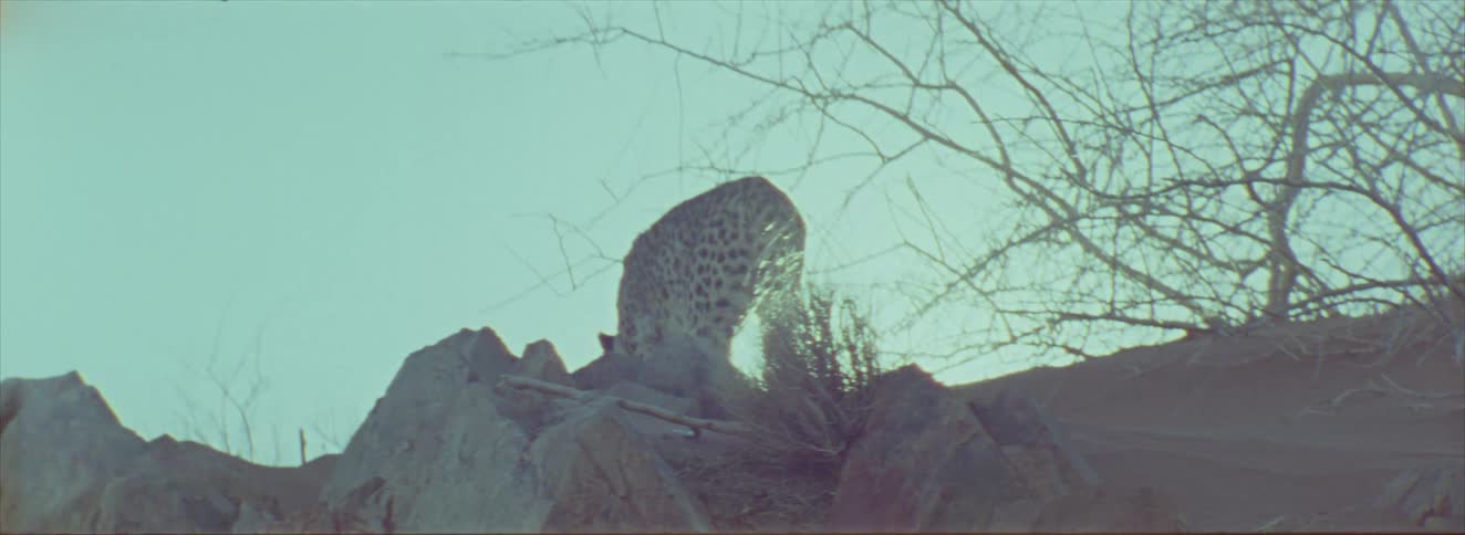 A cheetah walks across rocky terrain with sparse dry grass and leafless branches in the background