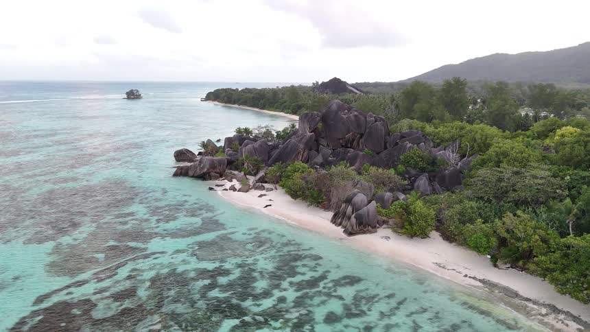 Birds fly into the trees of the tropical island