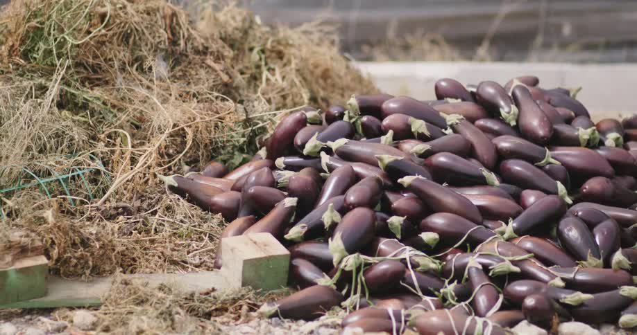 Eggplants harvested next to dry grass