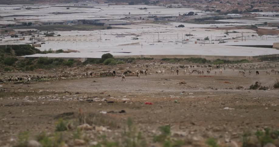 Animals in a pasture with garbage and flooding in the background
