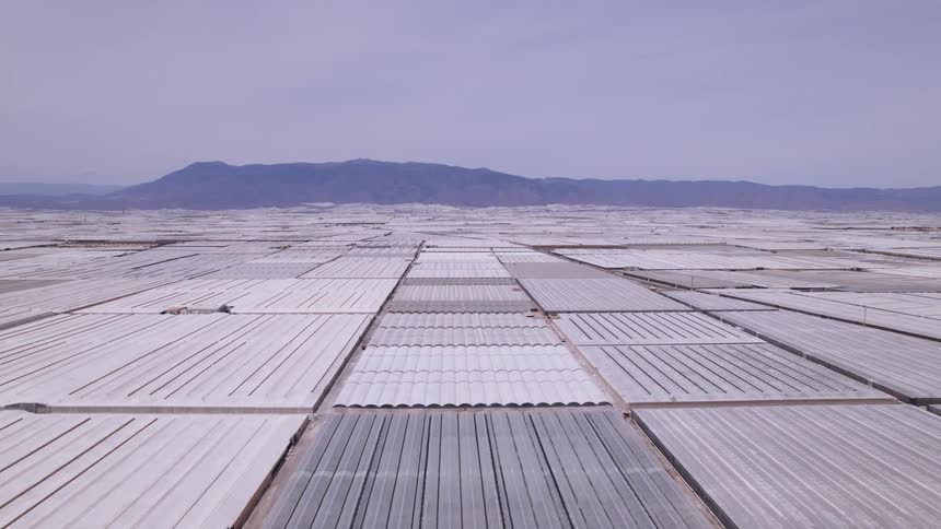 A wide array of whiteroofed greenhouses spans a flat rural landscape with mountains visible in the hazy distance