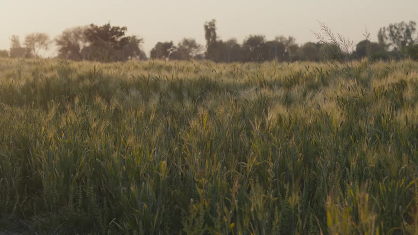 Golden wheat stalks stretch across a dense field under low sunset light creating a calm muted atmosphere