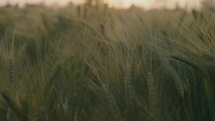 Golden wheat stalks stretch across a dense field under low sunset light creating a calm muted atmosphere