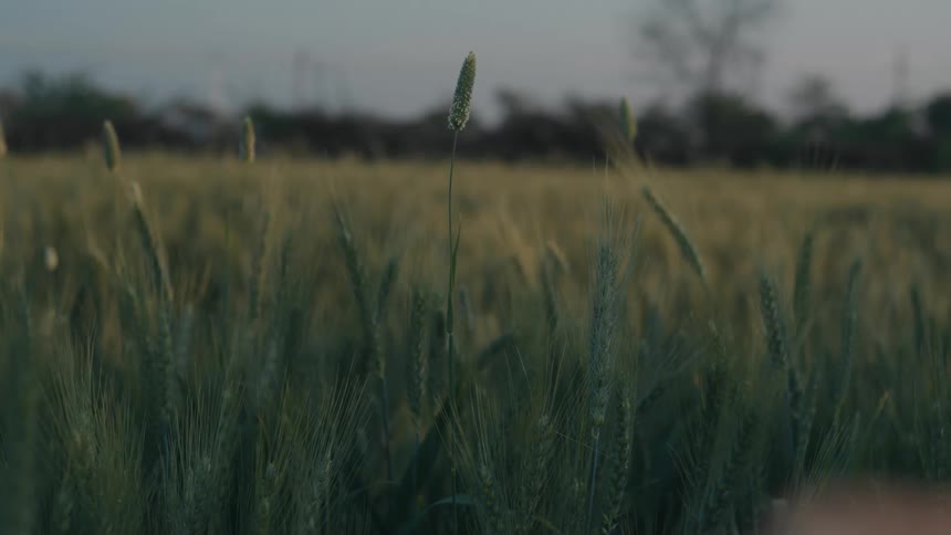 Field with green wheat